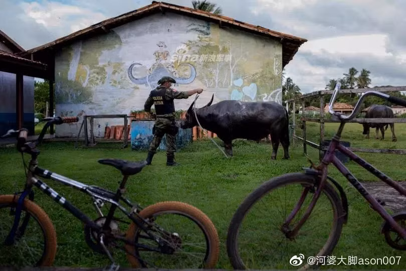 Giống trâu nước có nguồn gốc từ Ấn Độ và Trung Quốc này đã xuất hiện ở Nam Mỹ từ cách đây hàng trăm năm một cách tình cờ. Brazil hiện là quốc gia có nhiều cá thể trâu châu Á nhất, đặc biệt trên đảo Marajo. Nguồn ảnh: Sina.