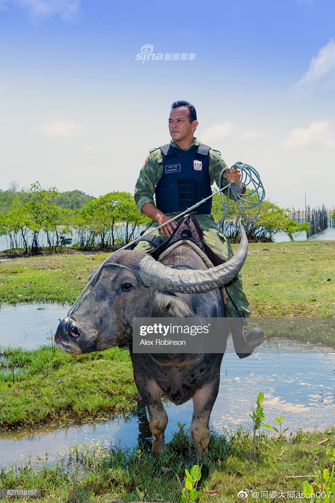 Loại trâu này rất dễ thuần hoá và được cảnh sát ở Brazil sử dụng làm phương tiện tuần tra trên phố trong vài năm trở lại đây đã khiến khách du lịch cảm thấy cực kỳ thích thú. Nguồn ảnh: Sina.