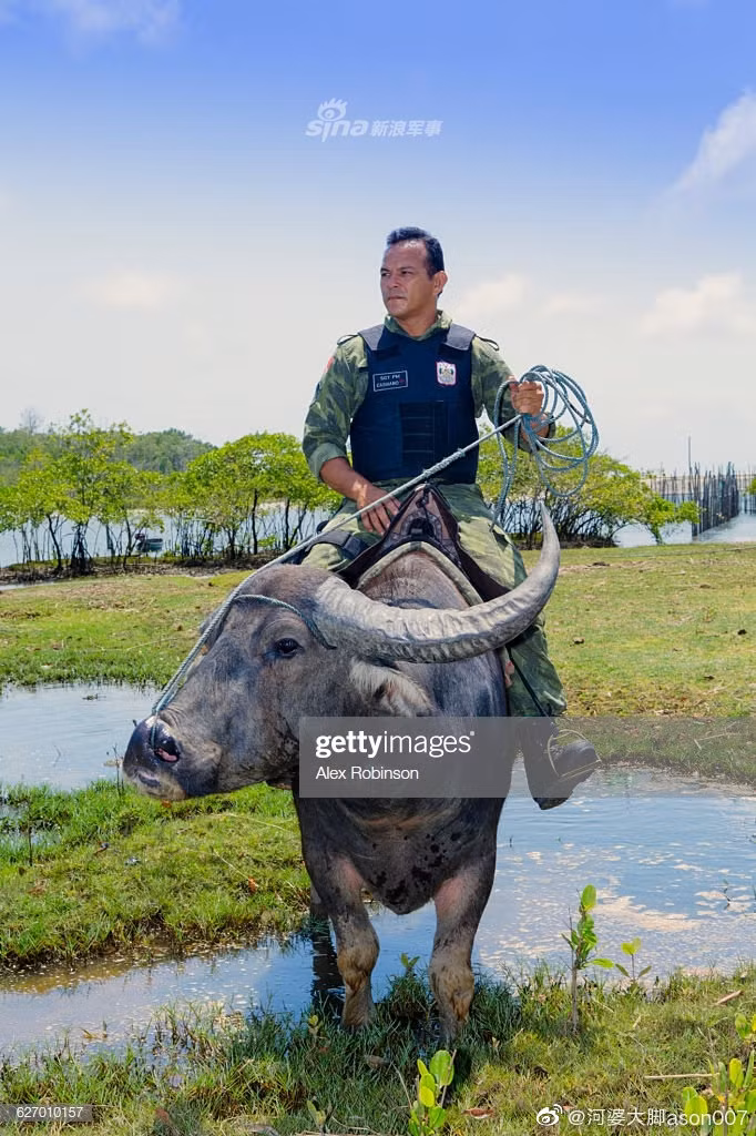 Loại trâu này rất dễ thuần hoá và được cảnh sát ở Brazil sử dụng làm phương tiện tuần tra trên phố trong vài năm trở lại đây đã khiến khách du lịch cảm thấy cực kỳ thích thú. Nguồn ảnh: Sina.