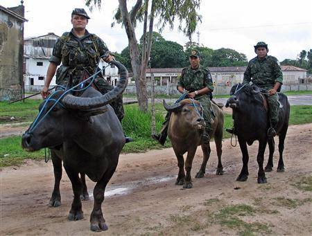 Trong số những con trâu đang phục vụ cảnh sát Brazil trên đảo Marajo, con già nhất cũng đã 10 năm tuổi và luôn được ưu tiên tắm rửa đầu tiên trước và sau khi thực hiện nhiệm vụ tuần tra. Nguồn ảnh: Sina.