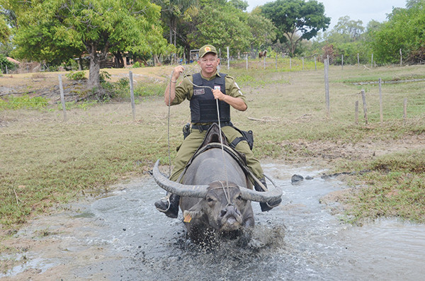 Cảnh sát Brazil trên đảo Marajo hiện sử dụng trâu làm phương tiện tuần tra chính, lực lượng này có tổng cộng 5 con trâu nhưng chỉ có ba xe hơi và hai xe máy. Mỗi con trâu phục vụ lực lượng cảnh sát đều được đặt tên riêng và được thả ở sân bóng cạnh trụ sở cảnh sát mỗi khi "hết ca làm việc". Nguồn ảnh: Sina.