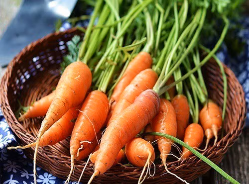 Do đó, những người bị nhiễm độc thủy ngân hay nhiễm độc chì nên thường xuyên ăn cà rốt. Ảnh: tienphong.