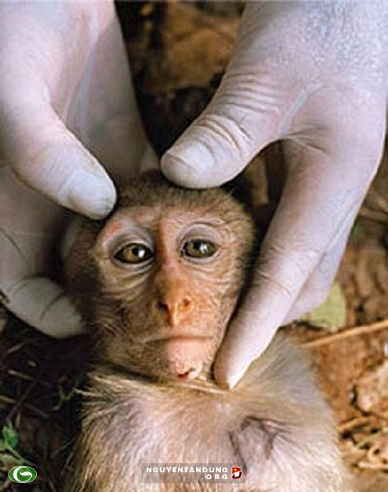 Khi thiết yến, mỗi con khỉ sẽ được bôi hương liệu thơm phức và nhốt trong một chiếc lồng. Ảnh: wordpress.