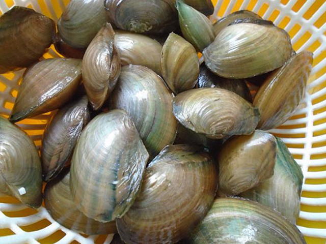 Ngoài ra ốc, cua, trai, hến…cũng là những loại thủy sản bị nhiễm độc chì cao. Ảnh: blogspot.