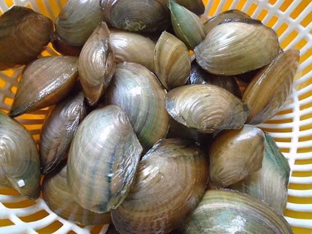 Ngoài ra ốc, cua, trai, hến…cũng là những loại thủy sản bị nhiễm độc chì cao. Ảnh: blogspot.