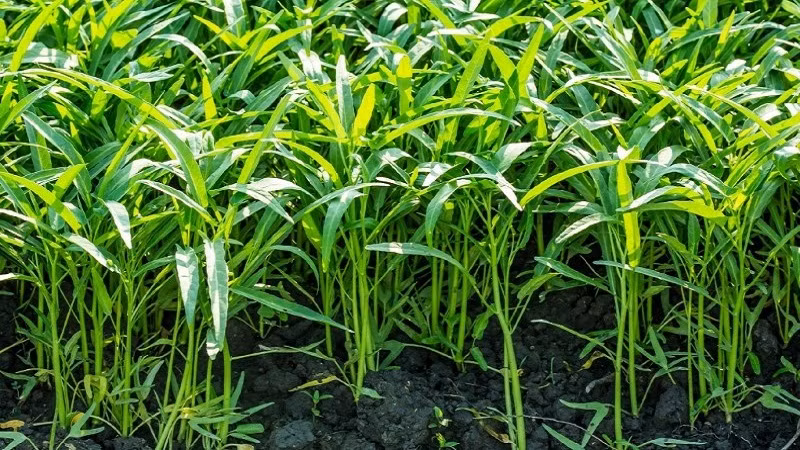 Rau muống là một trong những loại thực phẩm có nguy cơ nhiễm độc chì cao do thường bị phun nhiều thuốc kích thích, thuốc trừ sâu trong quá trình trồng. Ảnh: nhanongxanh.