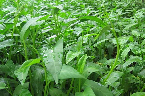 Trẻ em ăn rau muống nhiễm chì càng có nguy cơ bị ảnh hưởng hơn. Biểu hiện cấp tính có thể là ngộ độc, nôn mửa, co giật. Ảnh: caythuocdangian.