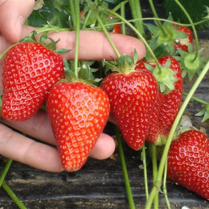 Dâu tây rất giàu chất chống oxy hóa và có thể giúp giảm sự phát triển của tế bào ung thư. Ảnh: hatgiongphuongnam.