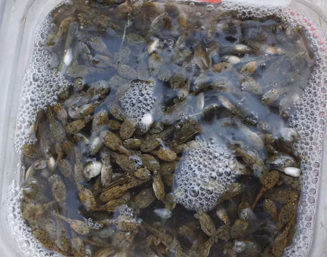 Người dân Ba Tơ đều xem nòng nọc là đặc sản hiếm có, thơm ngon, bổ dưỡng, thậm chí còn ngon hơn cả thịt trâu, thịt bò. Ảnh: nguoitieudung.