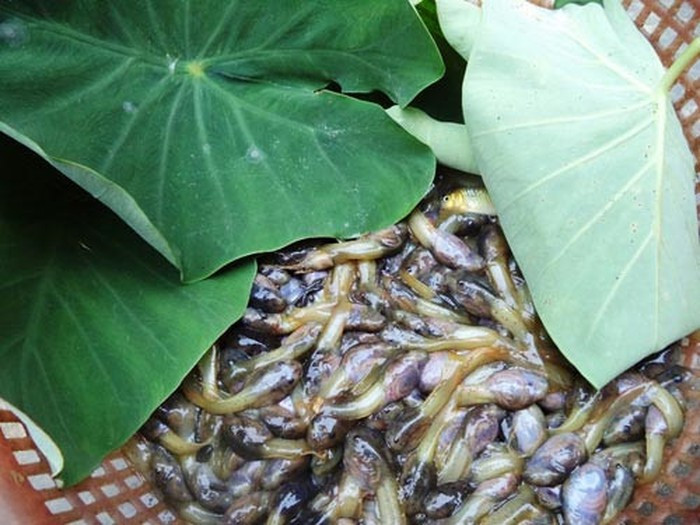 Nòng nọc bắt về được mổ bụng, làm sạch với muối rồi chế biến thành những món ăn vô cùng hấp dẫn như nòng nọc nấu rau rừng, nòng nọc ướp với sả, ớt rồi xào, nướng…Ảnh: nguoiduatin.