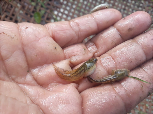 Nòng nọc được người dân Ba Tơ bắt nhiều trên những cánh đồng ở thời điểm cuối tháng 10 âm lịch, sau khi xong vụ gặt, trời bắt đầu đổ mưa giông. Ảnh: blogspot.