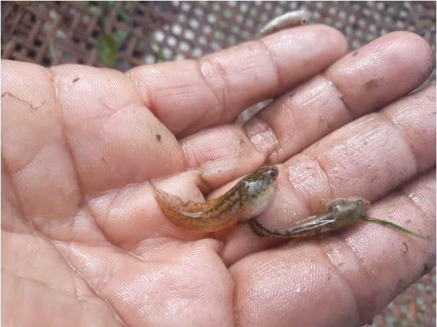 Nòng nọc được người dân Ba Tơ bắt nhiều trên những cánh đồng ở thời điểm cuối tháng 10 âm lịch, sau khi xong vụ gặt, trời bắt đầu đổ mưa giông. Ảnh: blogspot.