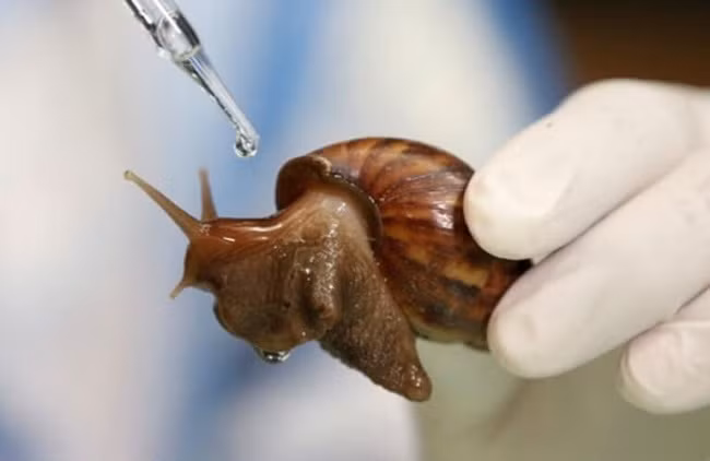 Loai oc tham hoa duoc lung mua gia dat gap doi thit bo-Hinh-5