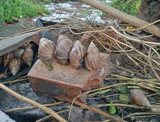 Loai oc tham hoa duoc lung mua gia dat gap doi thit bo-Hinh-3