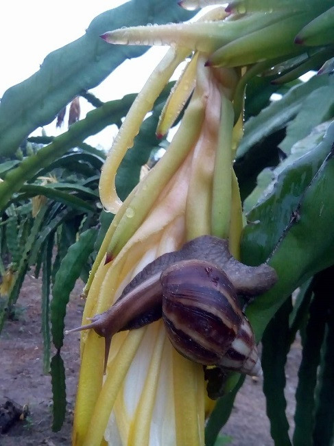 Loai oc tham hoa duoc lung mua gia dat gap doi thit bo