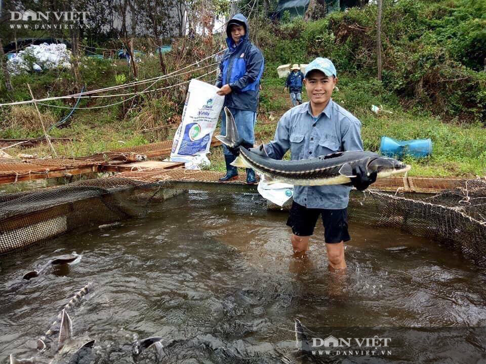 Nuoi thu ca nhin nhu tau ngam, 