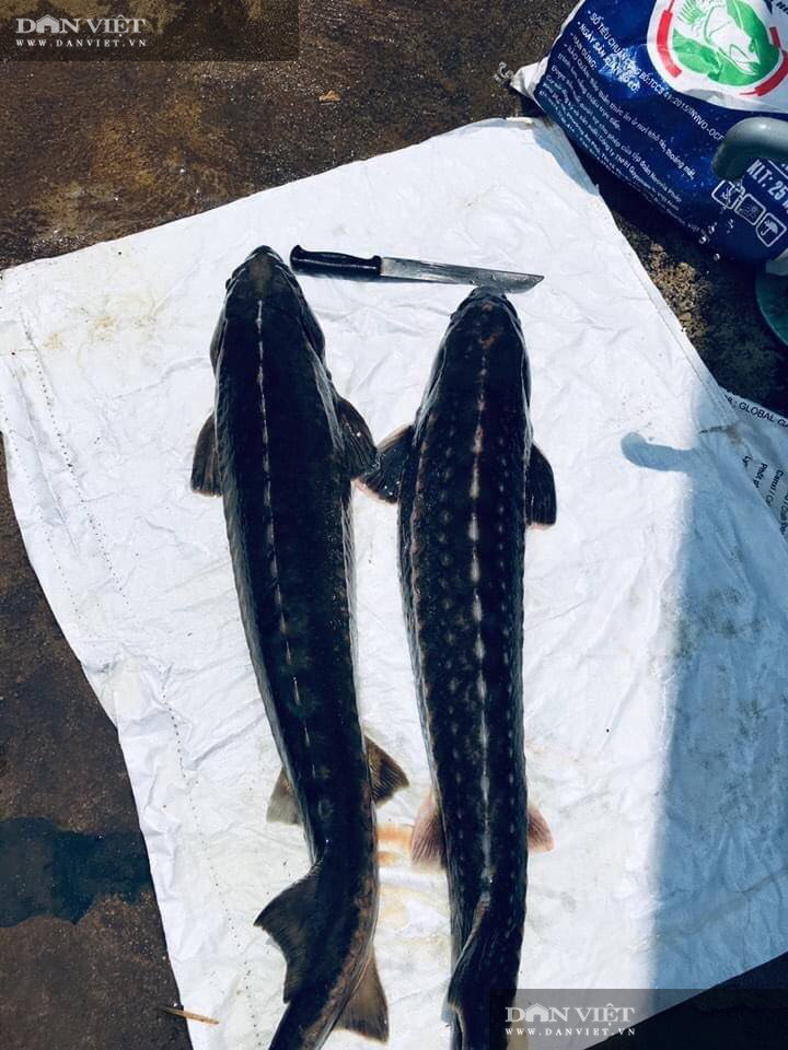 Nuoi thu ca nhin nhu tau ngam, 