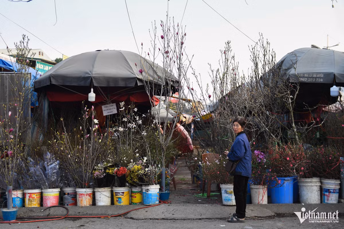 Bà Trịnh Thị Nga (tiểu thương) chia sẻ, giá đào năm nay cao hơn năm trước đôi chút, đặc biệt là đào Nhật Tân bởi số lượng ít do ảnh hưởng của bão số 3 cách đây 4 tháng. "Thông thường hai tuần trước Tết, người dân đã nhộn nhịp đi sắm cây cảnh nhưng thời điểm này bán chậm hơn hẳn. Mất mùa, được giá song lại vắng người mua, chúng tôi khá lo lắng", bà Nga nói.