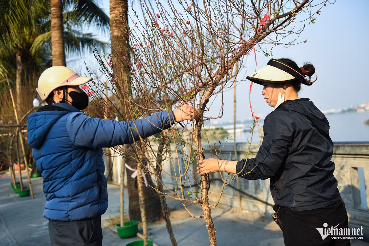 Một vị khách sau hồi lâu đắn đo cũng xuống tiền mua về một cành đào dáng huyền với giá 1,5 triệu đồng. "Tết nào tôi cũng mua loại đào này cho cửa hàng nên khá rành giá. Năm ngoái cành tương tự thế này giá chỉ 1-1,2 triệu đồng", anh chia sẻ.