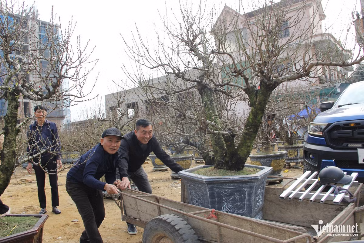 Đào cổ thụ trăm tuổi giá 300 triệu nổi bật giữa “phố hoa” - Hình 4 Dao co thu tram tuoi gia 300 trieu noi bat giua “pho hoa”-Hinh-4