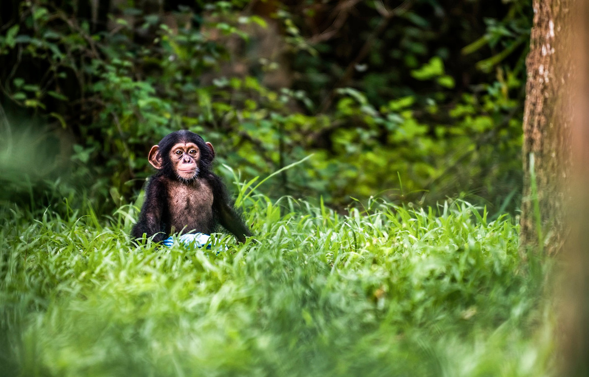 Dong vat quy hiem lien tuc duoc cuu ho va sinh san than ky tai he thong Vinpearl Safari-Hinh-4