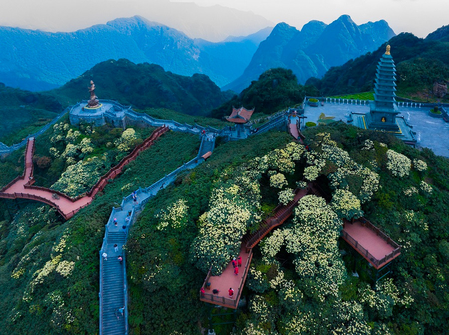 Hoa do quyen dong loat bung no, du khach do len Fansipan check-in ran ran-Hinh-4