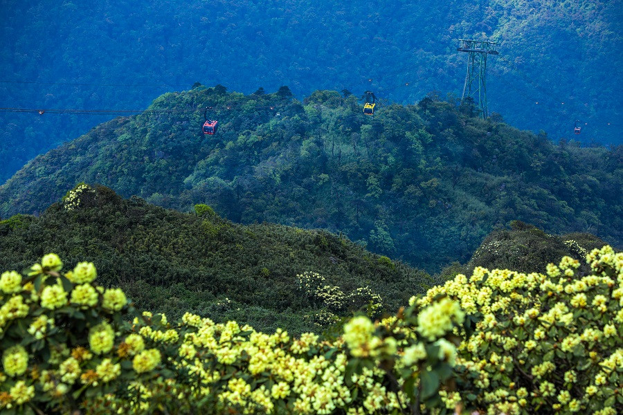 Hoa do quyen dong loat bung no, du khach do len Fansipan check-in ran ran-Hinh-3