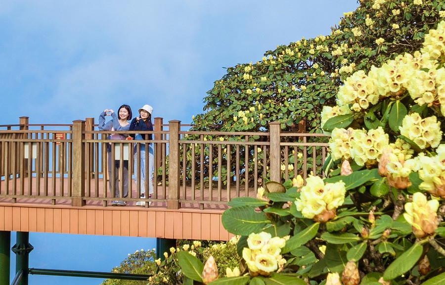 Man nhan voi ve dep than tien cua Sa Pa trong mua hoa do quyen dong loat bung no-Hinh-7