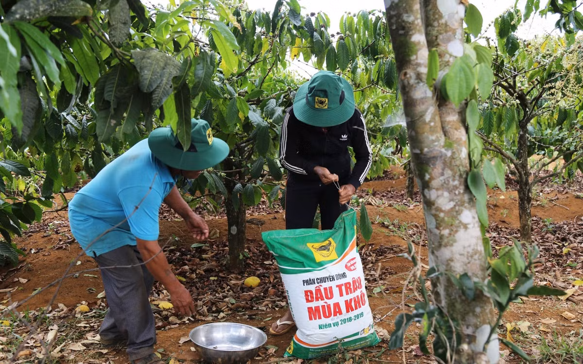 Cấp thiết đưa thuế GTGT phân bón về mức 5% Cap thiet dua thue GTGT phan bon ve muc 5%