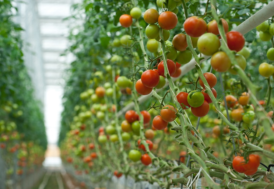 BAC A BANK Danh 5.000 ty dong cho khach hang ca nhan vay bo sung von kinh doanh-Hinh-3