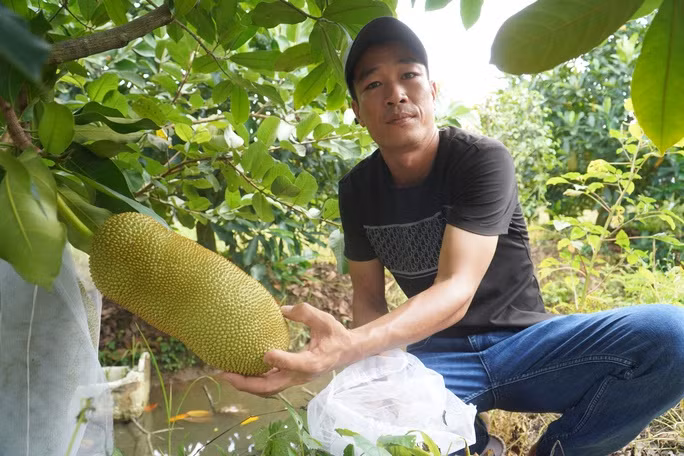 CLIP: Ly do mit sau rieng dang “sot” o mien Tay