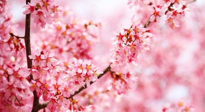 10 ngay dau thang 1, 3 con giap co van may len cao-Hinh-3