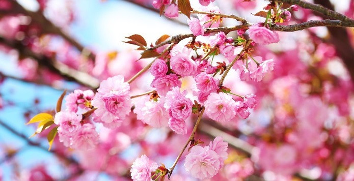 10 ngay dau thang 1, 3 con giap co van may len cao