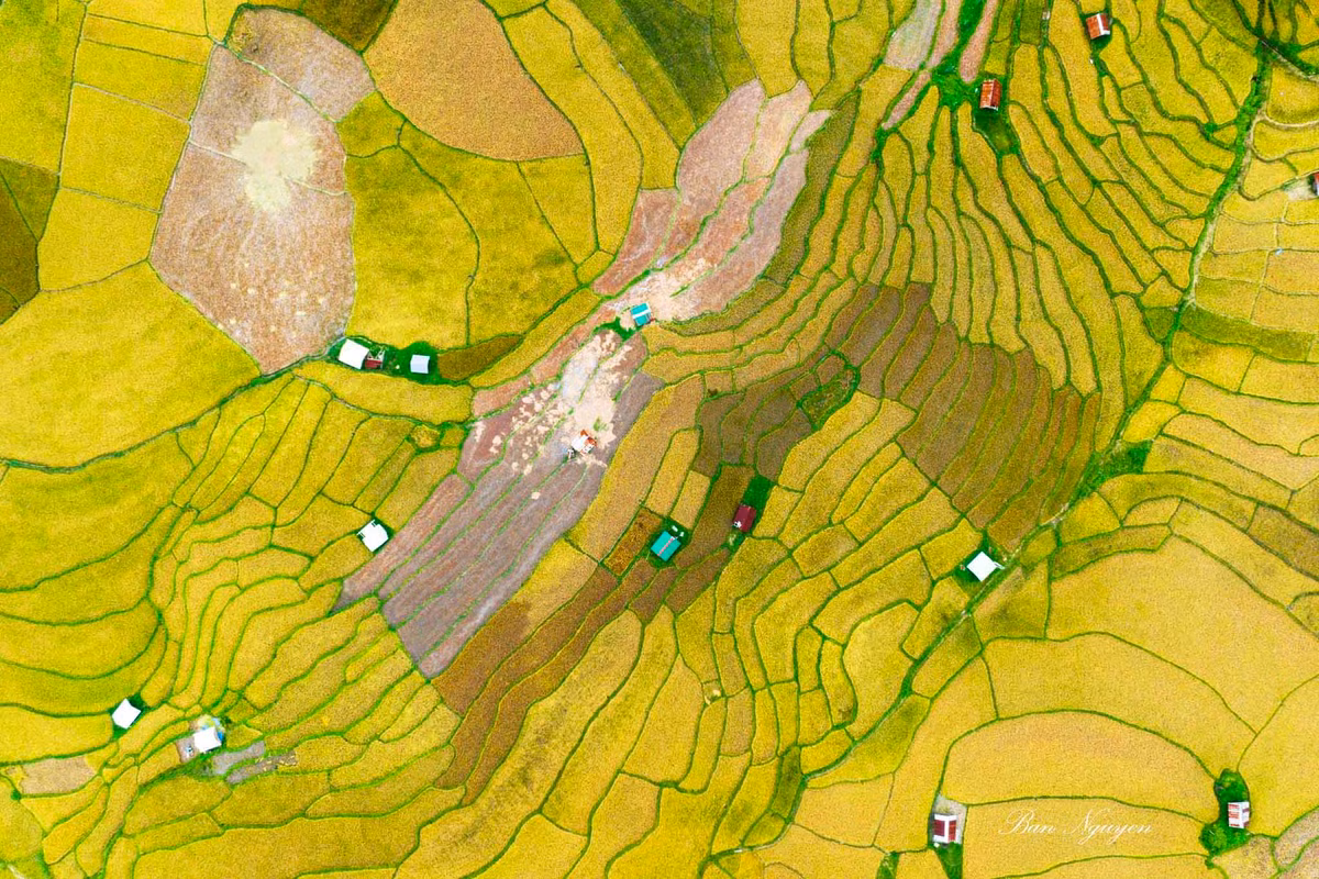 Dep ngo ngang mua lua chin vang uom tai Kon Plong, Kon Tum-Hinh-4