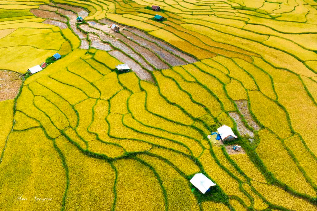 Dep ngo ngang mua lua chin vang uom tai Kon Plong, Kon Tum-Hinh-7