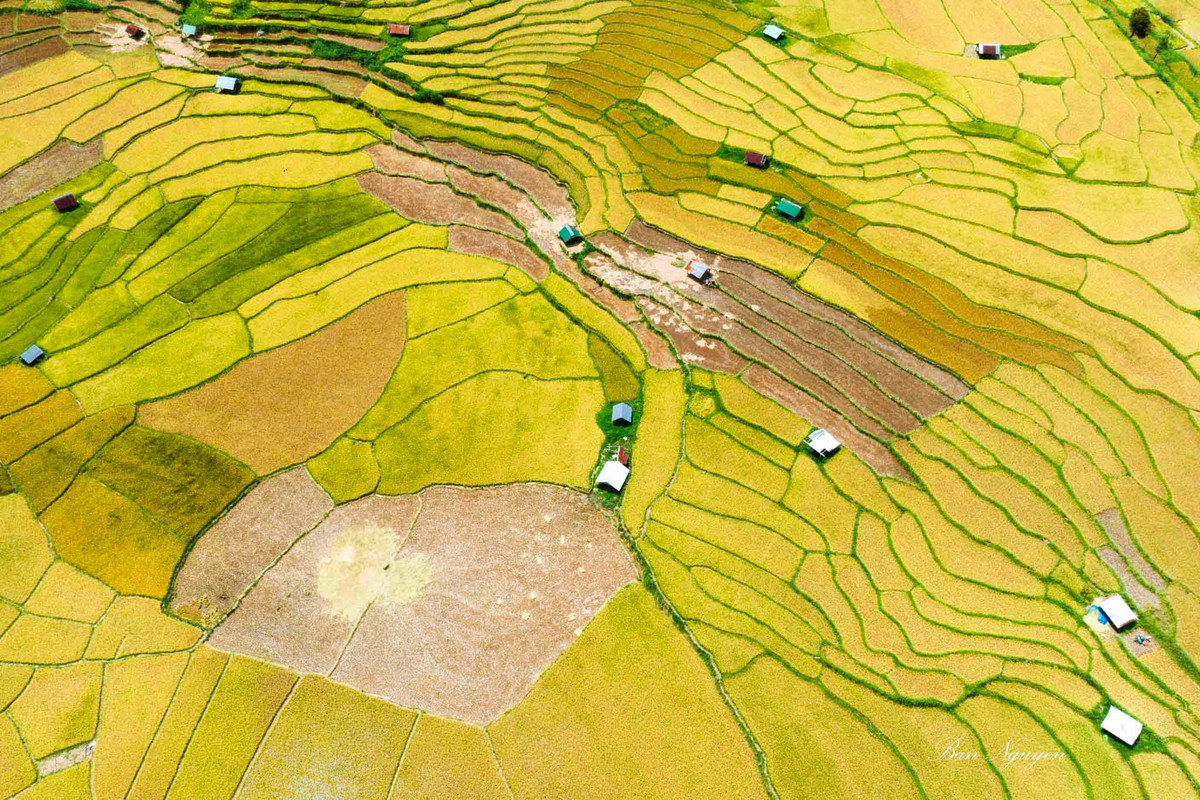 Dep ngo ngang mua lua chin vang uom tai Kon Plong, Kon Tum-Hinh-6