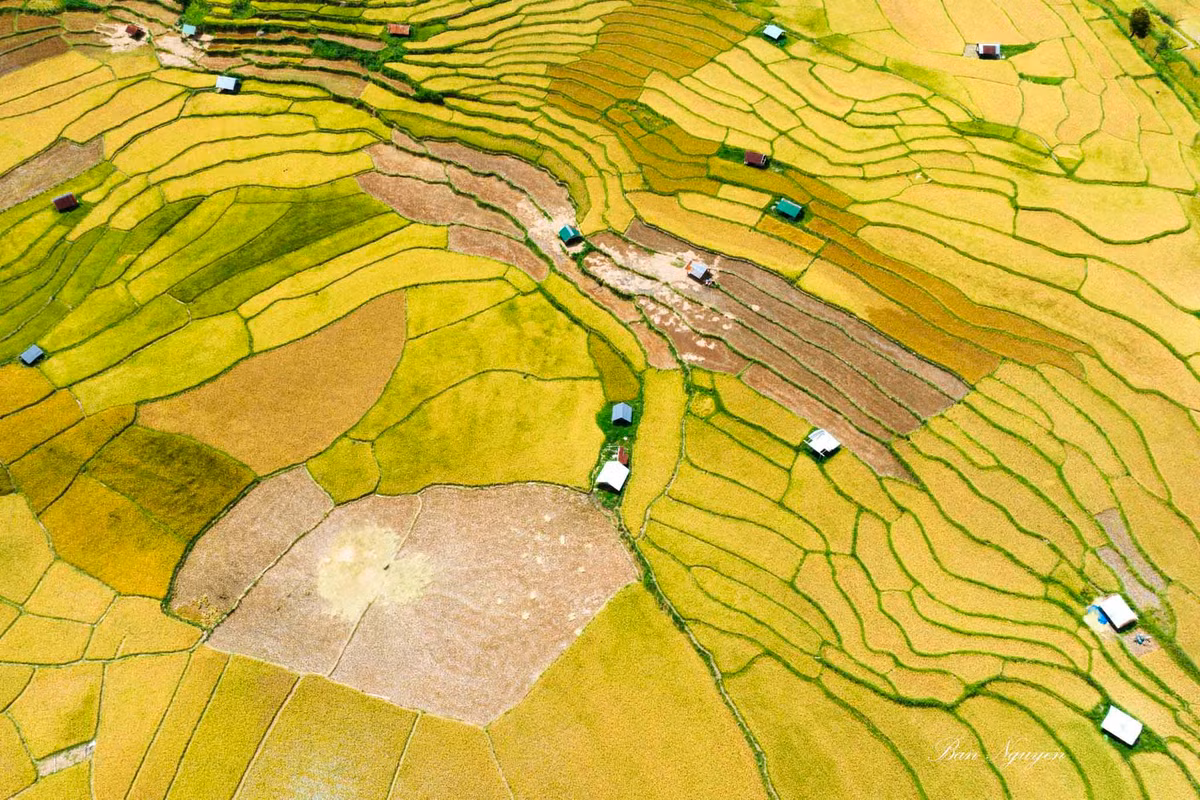 Dep ngo ngang mua lua chin vang uom tai Kon Plong, Kon Tum-Hinh-6