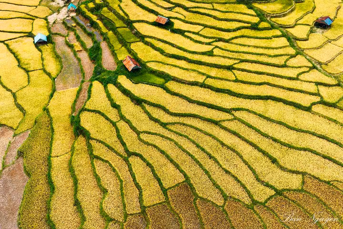 Dep ngo ngang mua lua chin vang uom tai Kon Plong, Kon Tum