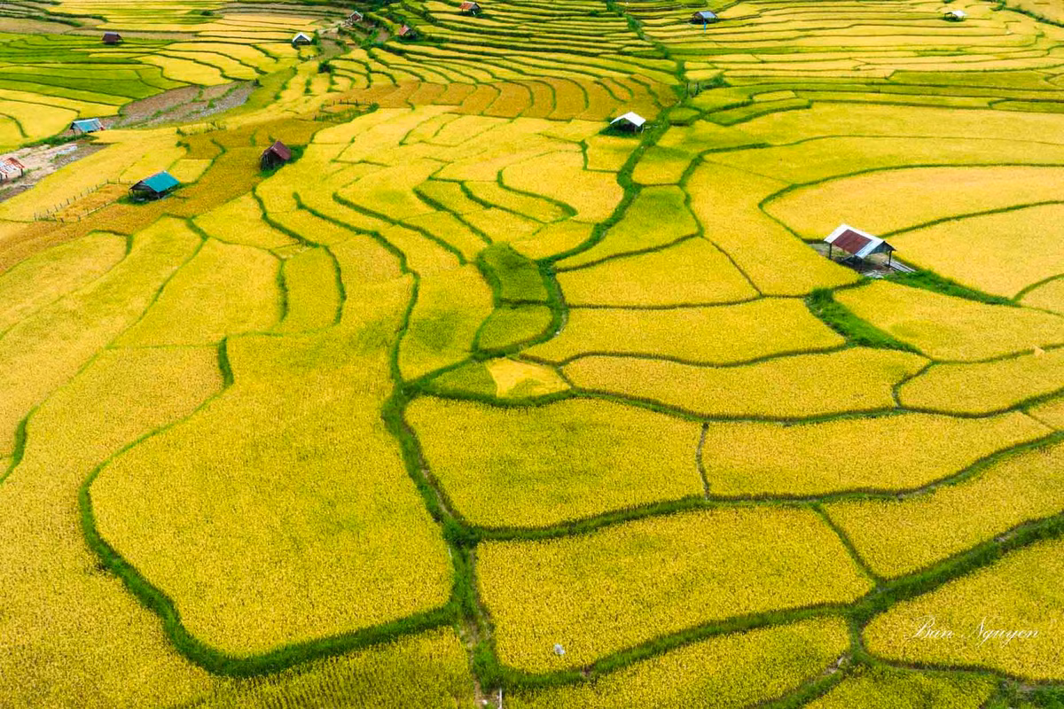 Dep ngo ngang mua lua chin vang uom tai Kon Plong, Kon Tum-Hinh-5