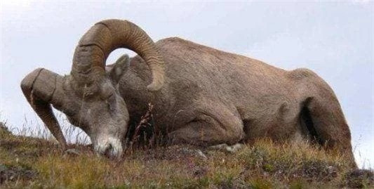 Tai sao dong vat deu nam sap khi ngu, con nguoi lai nam ngua?