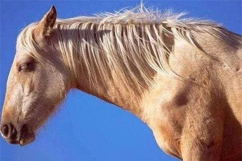 Tai sao dong vat deu nam sap khi ngu, con nguoi lai nam ngua?-Hinh-2