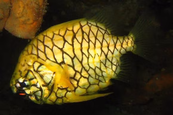 10 sinh vật biển kỳ lạ gây kinh ngạc - Hình 6 10 sinh vat bien ky la gay kinh ngac-Hinh-6