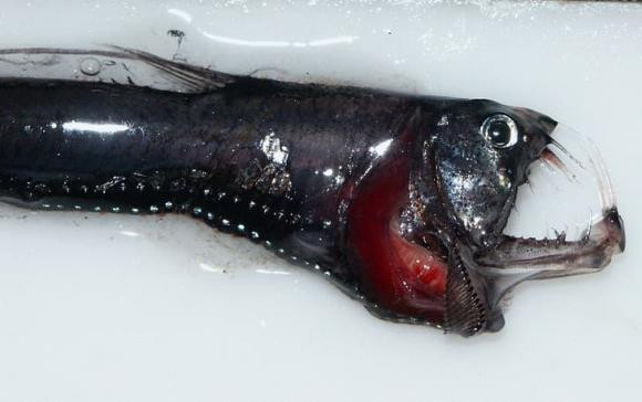 10 sinh vat bien ky la gay kinh ngac-Hinh-5