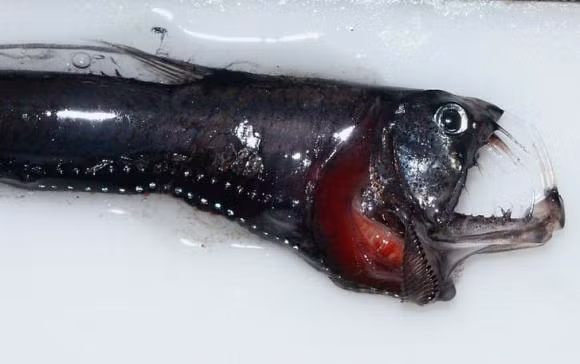 10 sinh vật biển kỳ lạ gây kinh ngạc - Hình 5 10 sinh vat bien ky la gay kinh ngac-Hinh-5