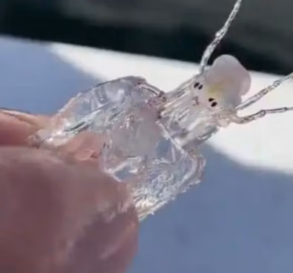 10 sinh vật biển kỳ lạ gây kinh ngạc - Hình 3 10 sinh vat bien ky la gay kinh ngac-Hinh-3