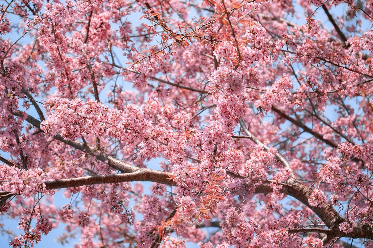 Mùa hoa anh đào nở rực rỡ tại Hà Giang - Hình 4 Mua hoa anh dao no ruc ro tai Ha Giang-Hinh-4