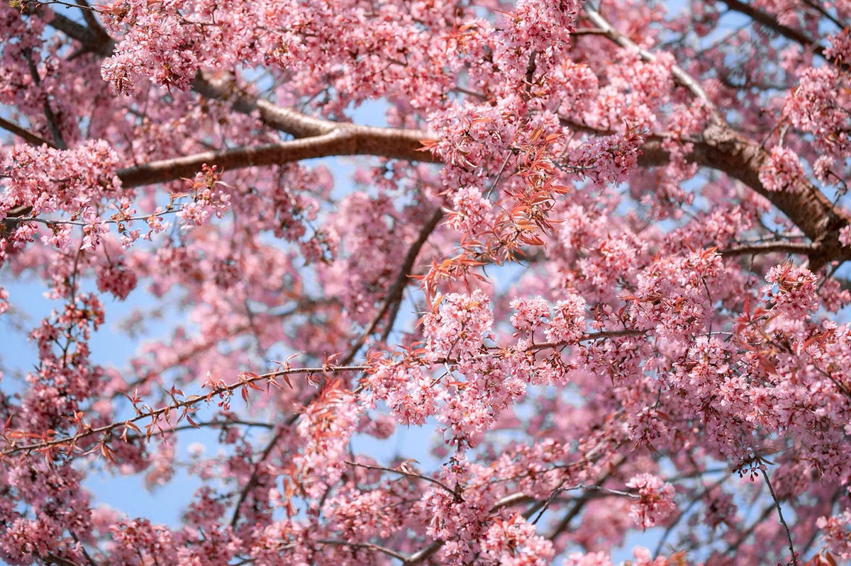 Mùa hoa anh đào nở rực rỡ tại Hà Giang - Hình 9 Mua hoa anh dao no ruc ro tai Ha Giang-Hinh-9