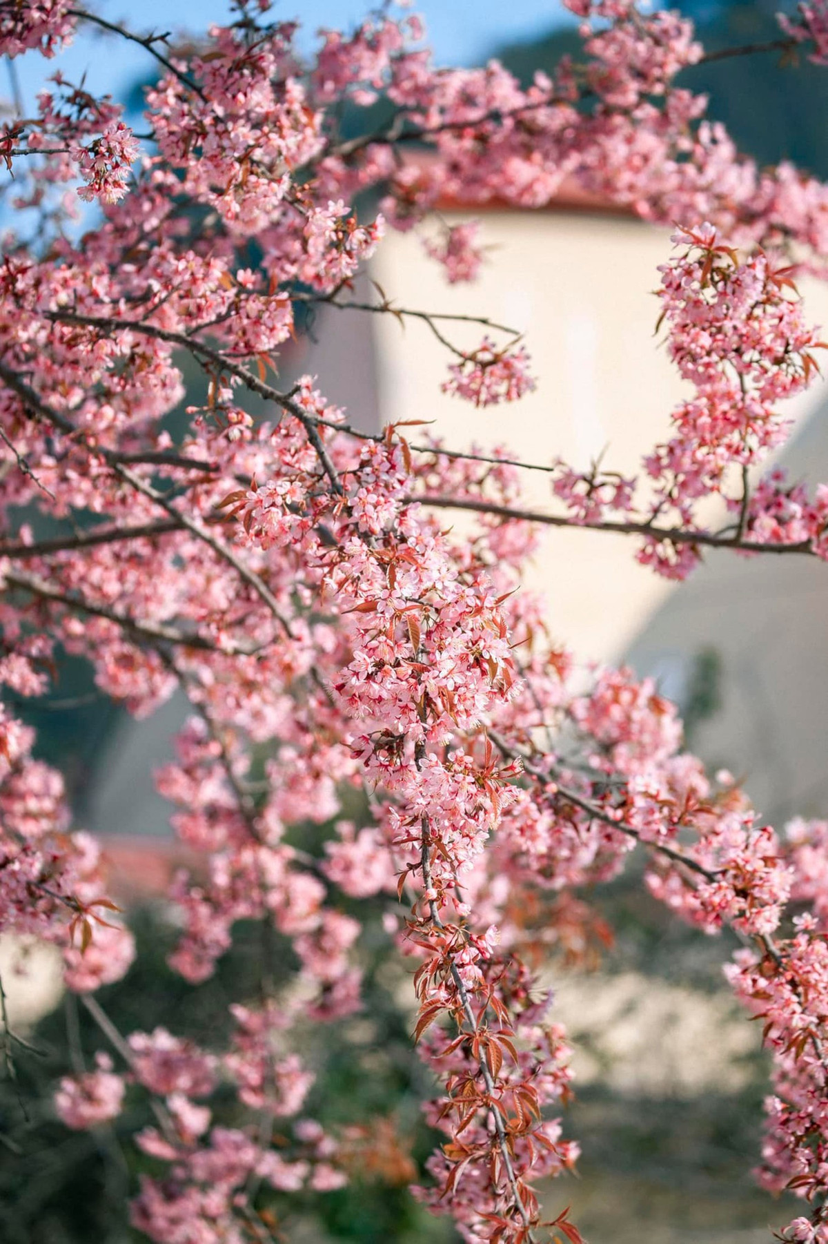 Mùa hoa anh đào nở rực rỡ tại Hà Giang - Hình 8 Mua hoa anh dao no ruc ro tai Ha Giang-Hinh-8