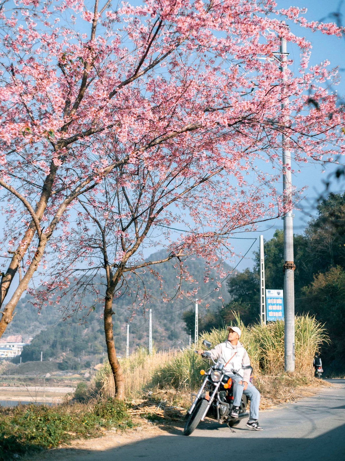Mùa hoa anh đào nở rực rỡ tại Hà Giang - Hình 11 Mua hoa anh dao no ruc ro tai Ha Giang-Hinh-11