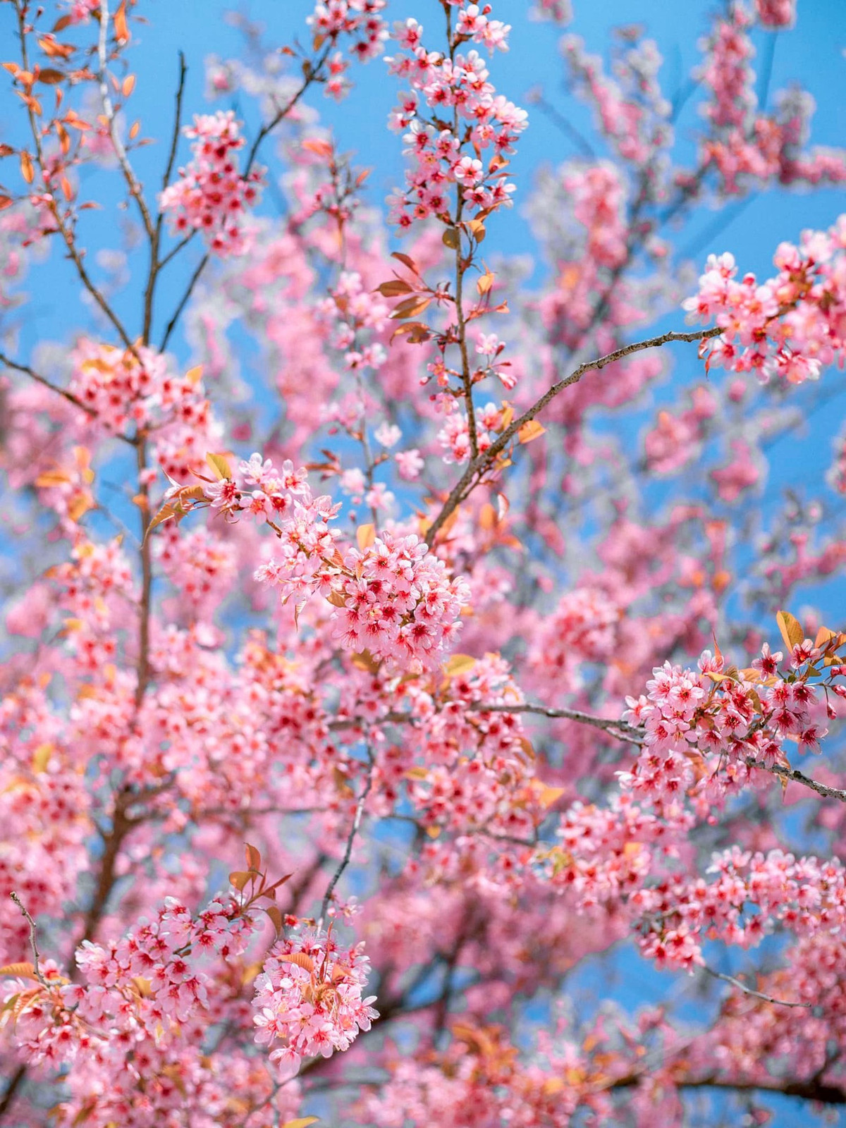 Mùa hoa anh đào nở rực rỡ tại Hà Giang - Hình 10 Mua hoa anh dao no ruc ro tai Ha Giang-Hinh-10